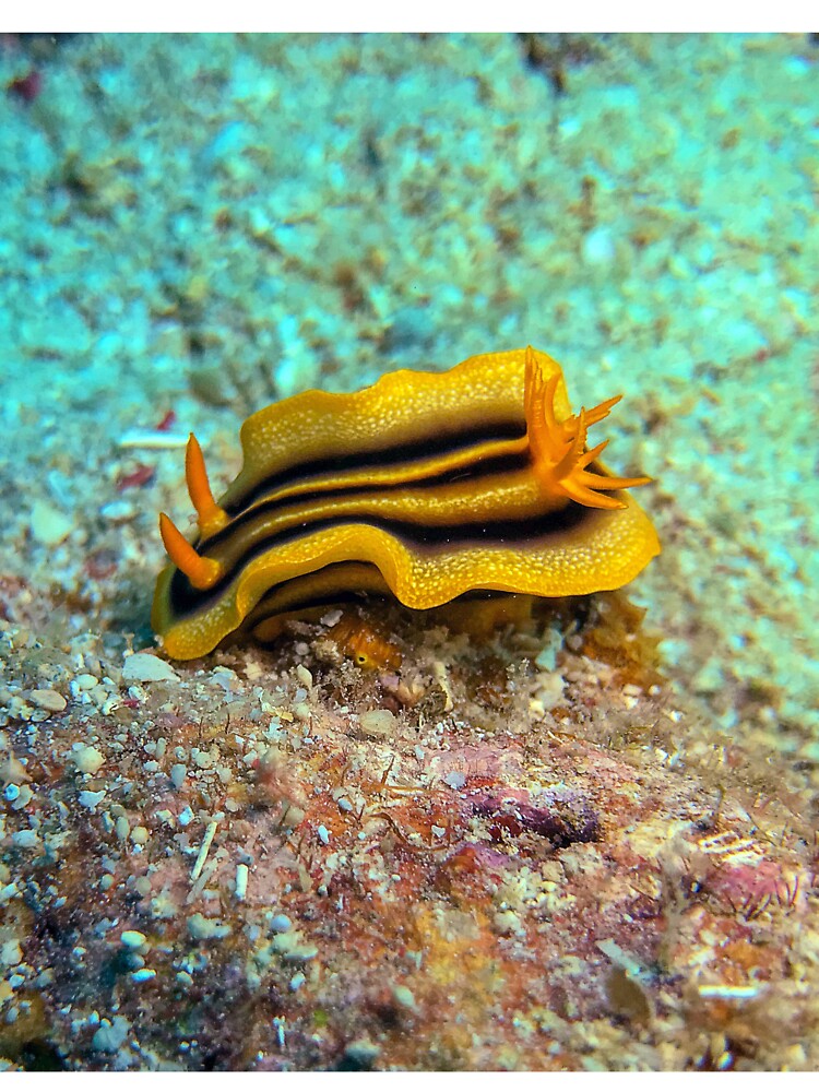 Pumpkin Nudibranch T-Shirt Hoodie Stickers Hat iPhoneCase MousePad Pillow ArtPrint Cards Posters Mugs Bags... (Image 3)