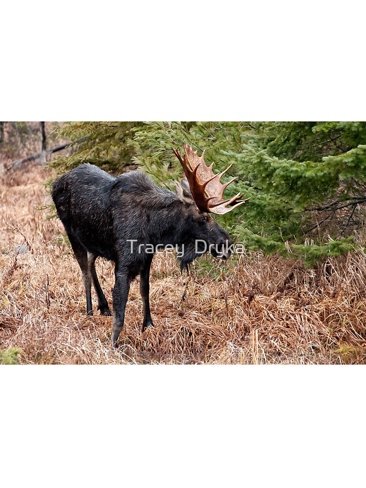 Bullwinkle - Algonquin Park, Ontario by Tracey  Dryka T-Shirts, Hoodie, Sweatshirt | BlankRebels.com (Image 3)