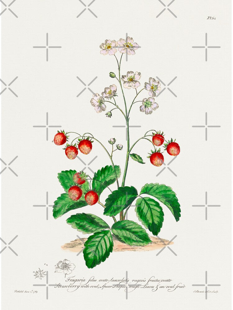 Strawberry Plants | Strawberry Antique Botanical Illustration by TeeARTHY T-Shirts, Hoodie, Sweatshirt (Image 3)
