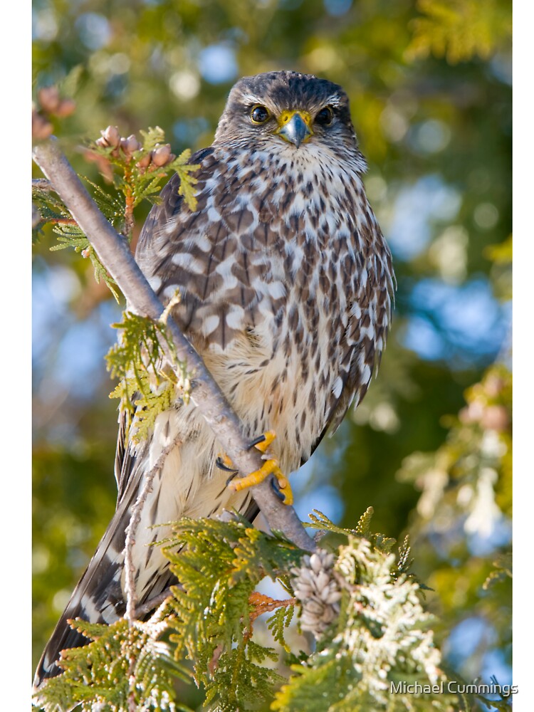 Merlin Falcon by Michael Cummings T-Shirts, Hoodie, Sweatshirt | BlankRebels.com (Image 3)
