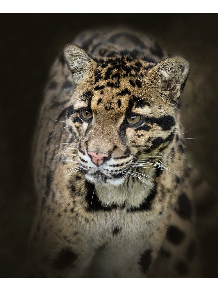 Clouded leopard by Conservation Art Emporium T-Shirts, Hoodie, Sweatshirt | BlankRebels.com (Image 3)