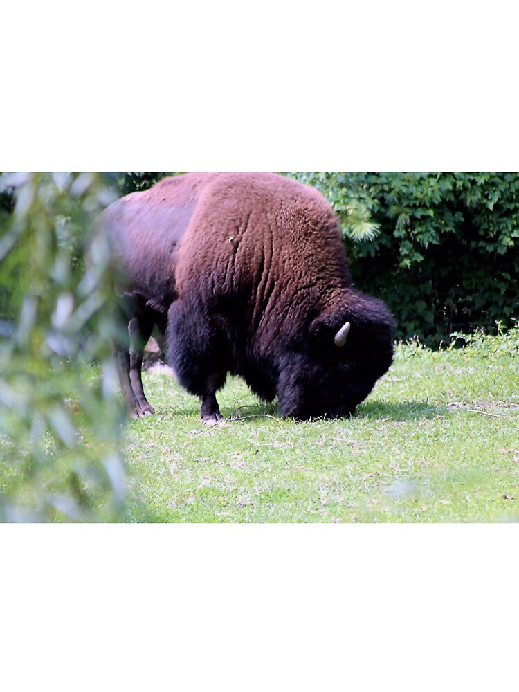 GRAZING BISON by BOLLA67 T-Shirts, Hoodie, Sweatshirt | BlankRebels.com (Image 3)
