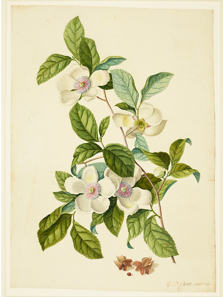 Silky Camellia - Stewartia malacodendron by FloraObscura T-Shirts, Hoodie, Sweatshirt | BlankRebels.com (Image 3)