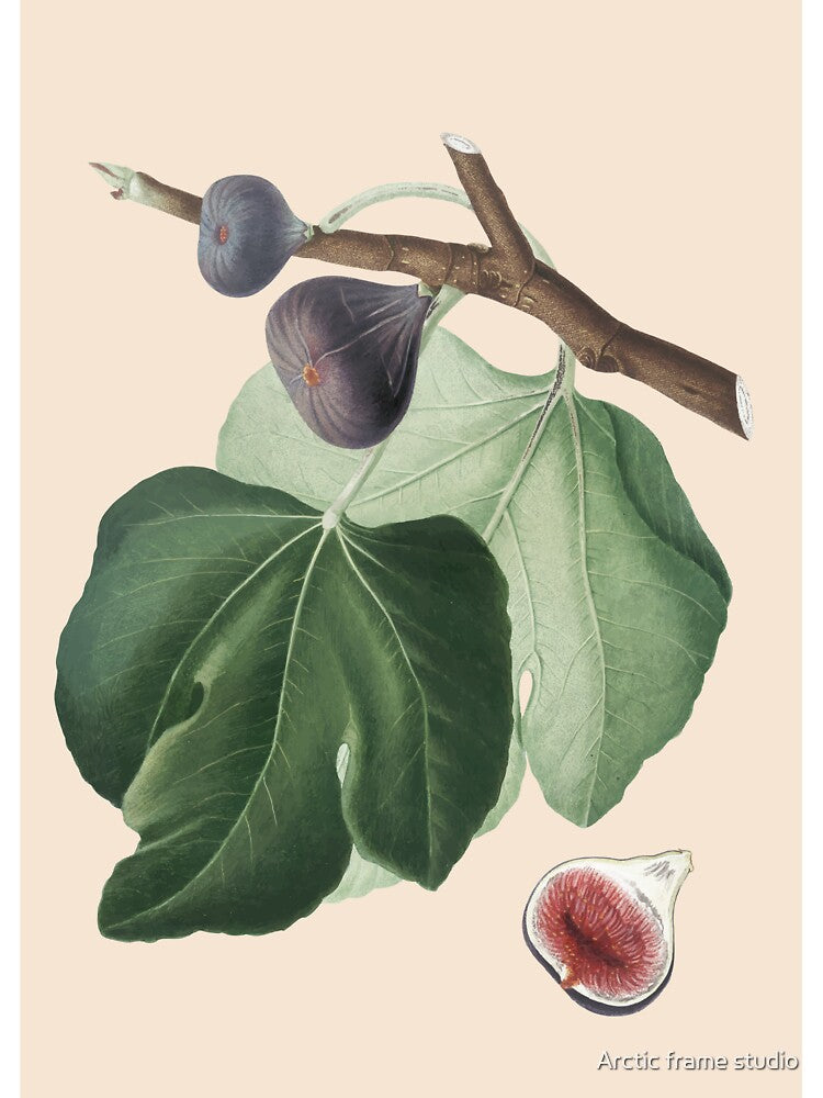 Fig Plant Antique Print, by Arctic frame studio T-Shirts, Hoodie, Sweatshirt | BlankRebels.com (Image 3)