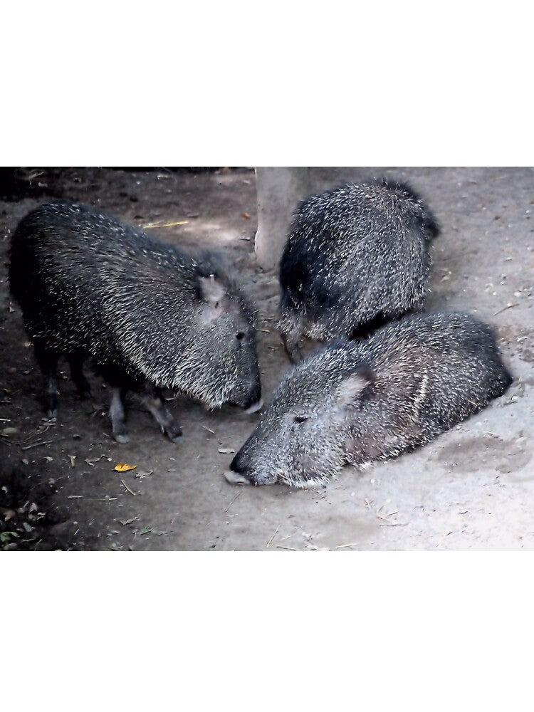CHACOAN PECCARY by BOLLA67 T-Shirts, Hoodie, Sweatshirt | BlankRebels.com (Image 3)