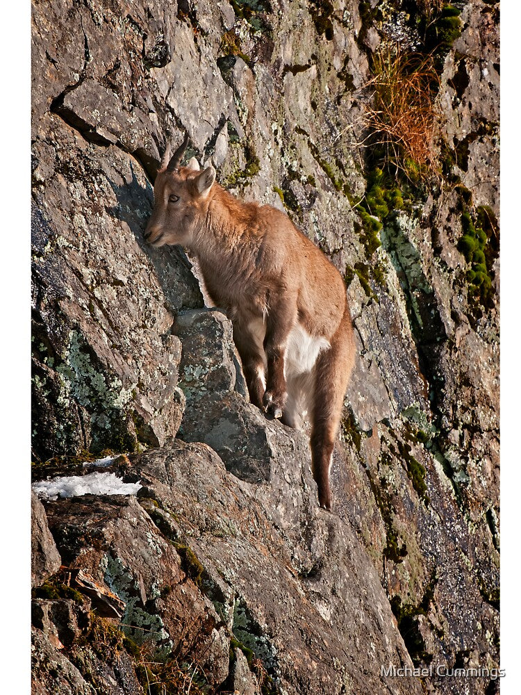 Ibex On Rocks by Michael Cummings T-Shirts, Hoodie, Sweatshirt | BlankRebels.com (Image 3)