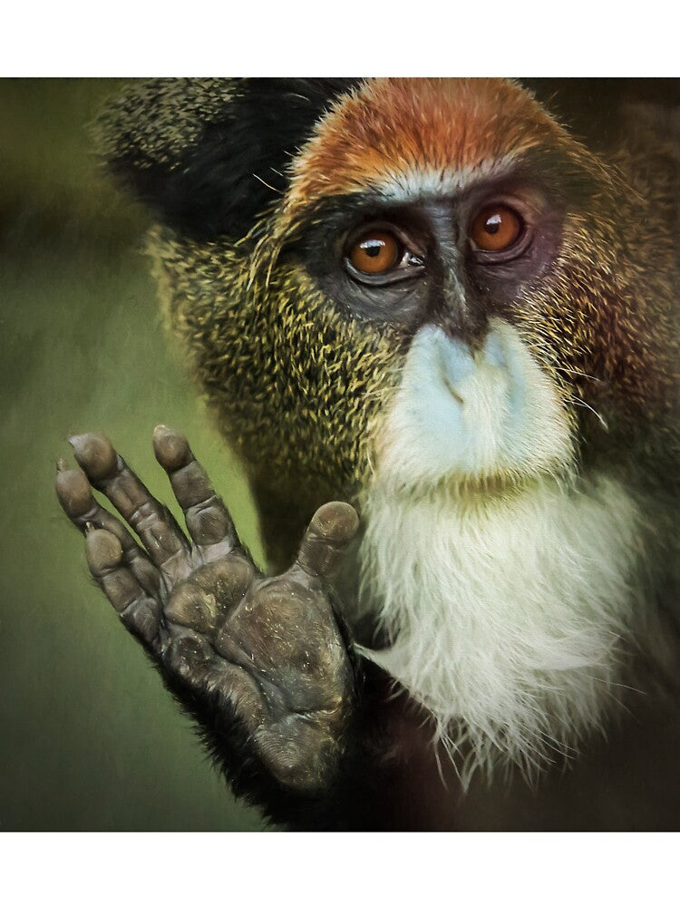 De Brazza's Monkey by Conservation Art Emporium T-Shirts, Hoodie, Sweatshirt | BlankRebels.com (Image 3)