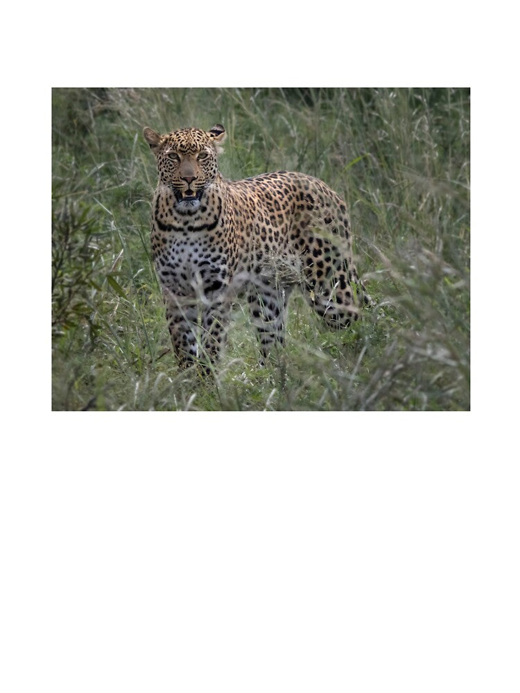 Leopard in the wild of Africa Kruger National Park by RonelBroderick T-Shirts, Hoodie, Sweatshirt | BlankRebels.com (Image 3)