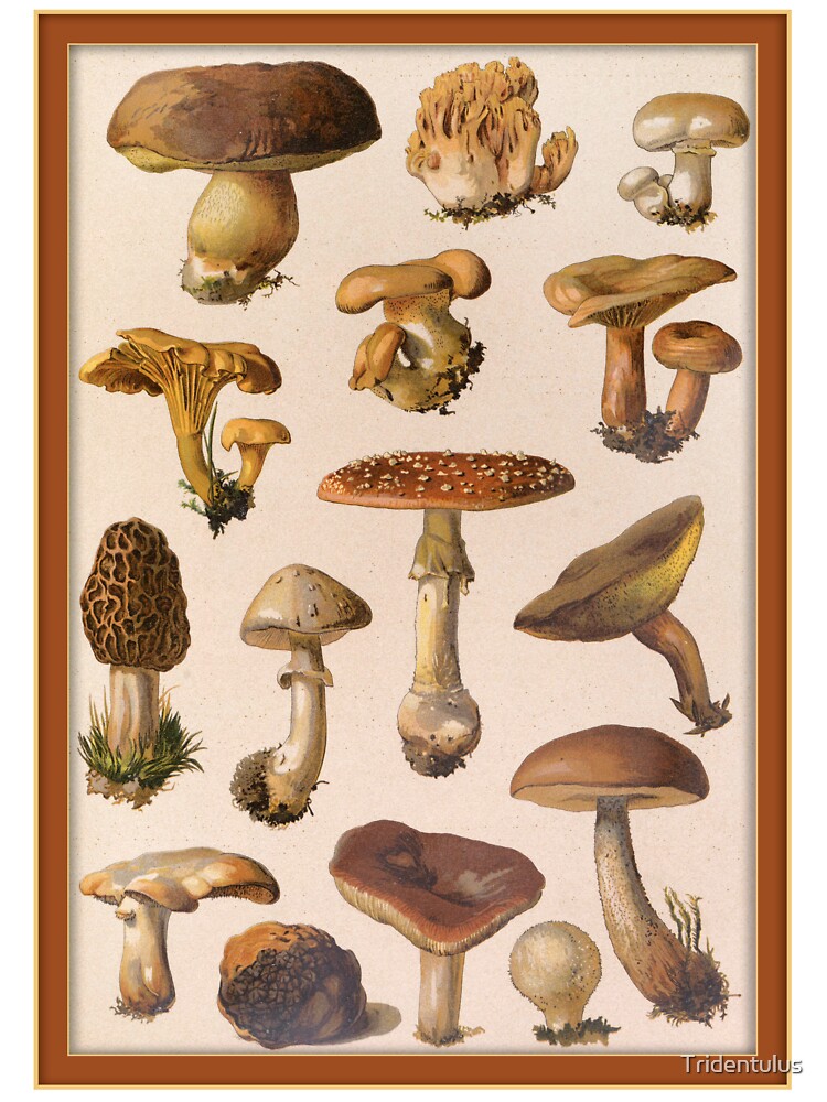 Variety of Botanical Mushrooms by Tridentulus T-Shirts, Hoodie, Sweatshirt | BlankRebels.com (Image 3)