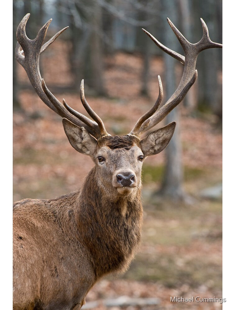 Elk by Michael Cummings T-Shirts, Hoodie, Sweatshirt | BlankRebels.com (Image 3)