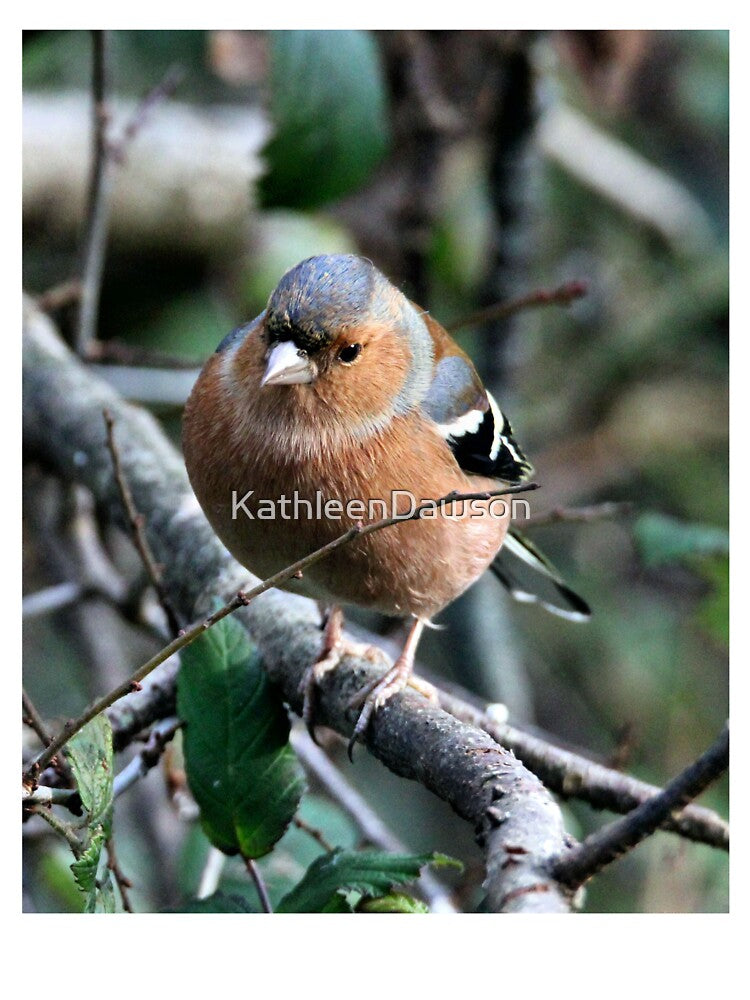 chaffinch by KathleenDawson T-Shirts, Hoodie, Sweatshirt | BlankRebels.com (Image 3)