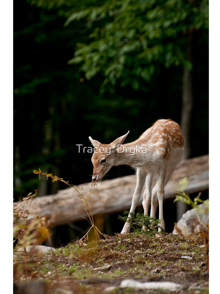 Fallowdeer - Parc Omega, Montebello, PQ by Tracey  Dryka T-Shirts, Hoodie, Sweatshirt | BlankRebels.com (Image 3)