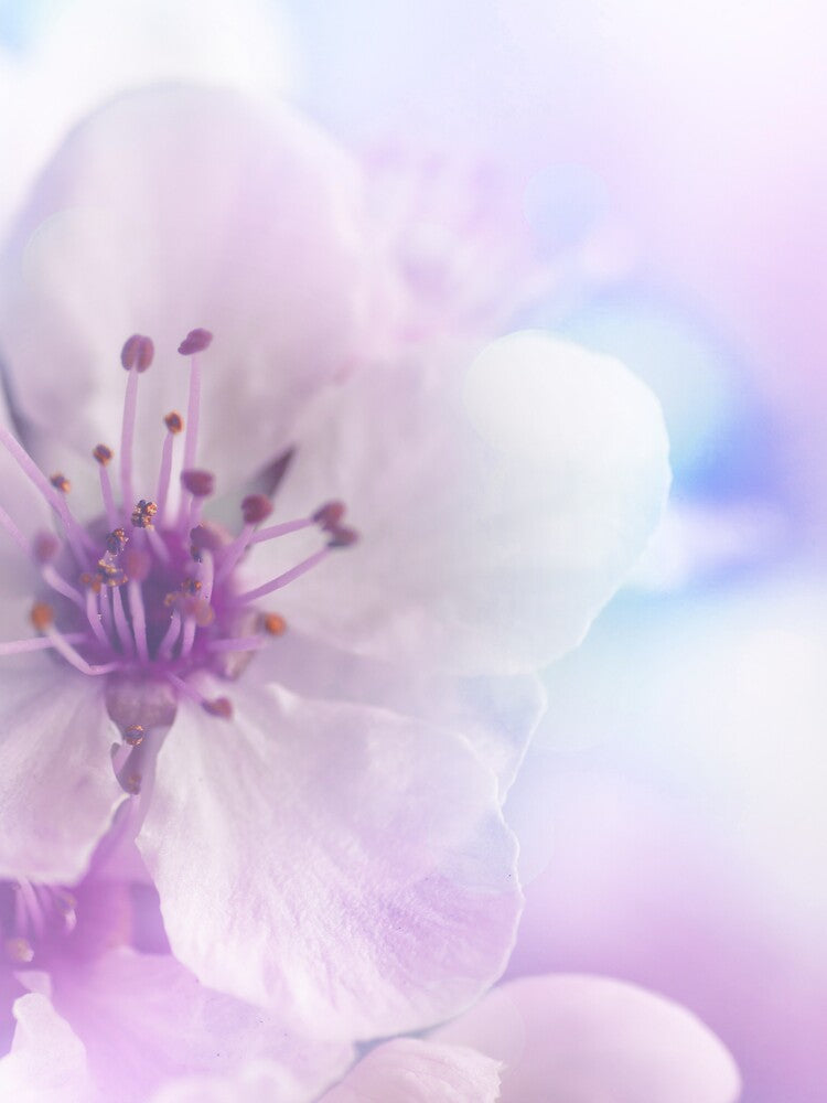 Light Purple Floral Merchandise by cindyfordyce T-Shirts, Hoodie, Sweatshirt | BlankRebels.com (Image 3)