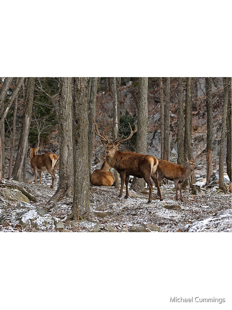 Elks In The Woods by Michael Cummings T-Shirts, Hoodie, Sweatshirt | BlankRebels.com (Image 3)