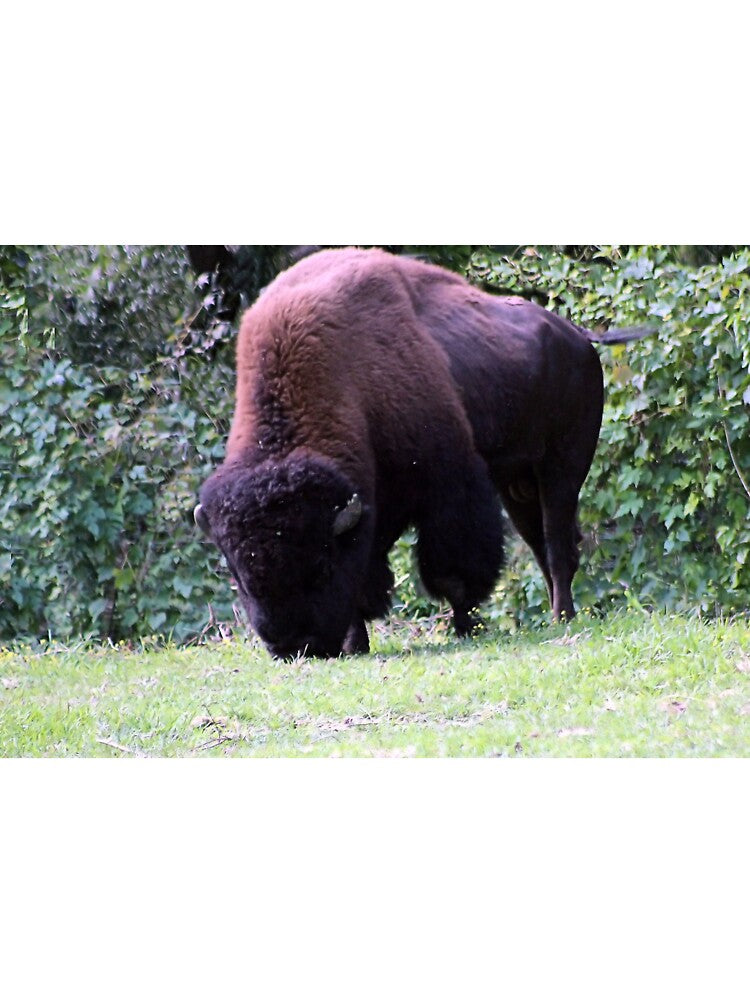 BISON GRAZING by BOLLA67 T-Shirts, Hoodie, Sweatshirt | BlankRebels.com (Image 3)