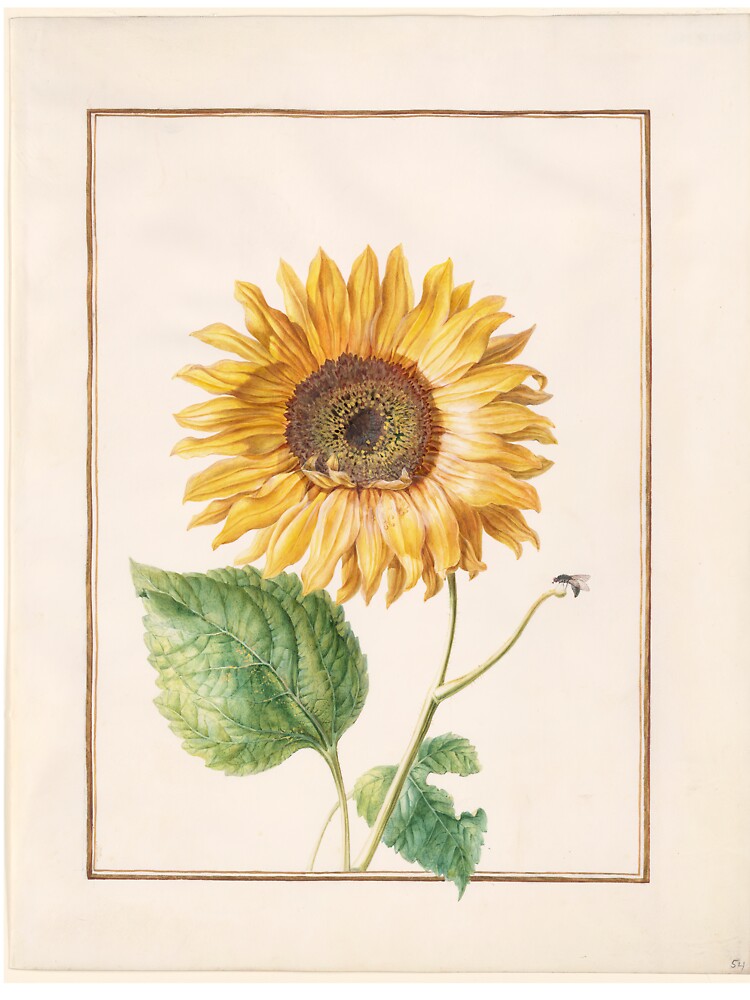 Common sunflower - Helianthus annuus by FloraObscura T-Shirts, Hoodie, Sweatshirt | BlankRebels.com (Image 3)