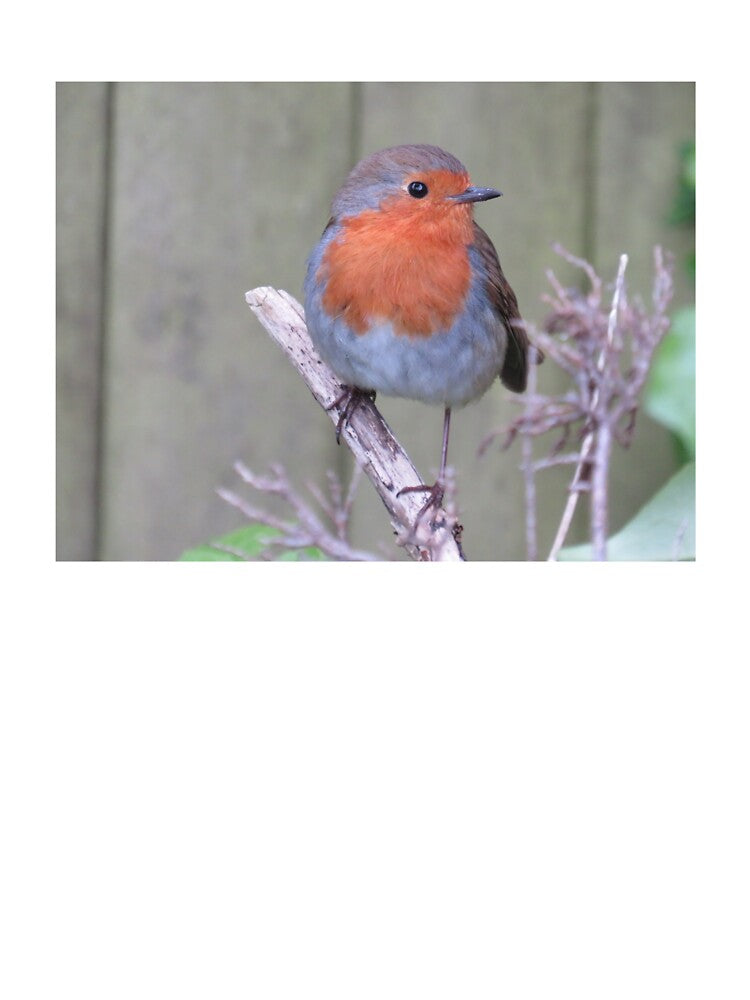 Rocky the Robin by QuotationInsp T-Shirts, Hoodie, Sweatshirt | BlankRebels.com (Image 3)