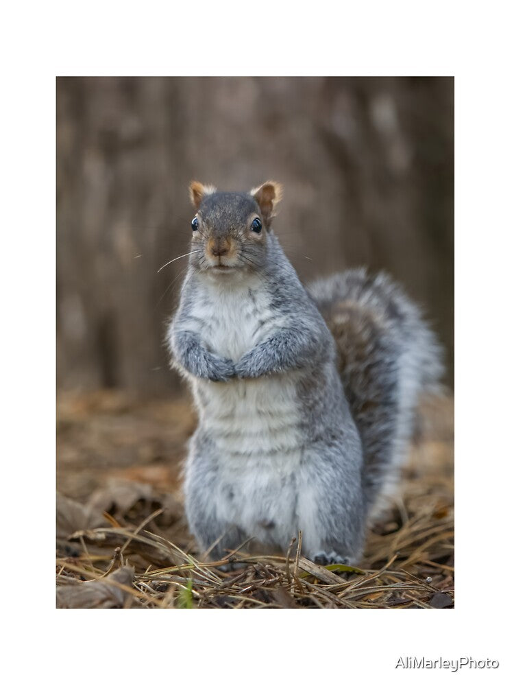 Squirrel by AliMarleyPhoto T-Shirts, Hoodie, Sweatshirt | BlankRebels.com (Image 3)