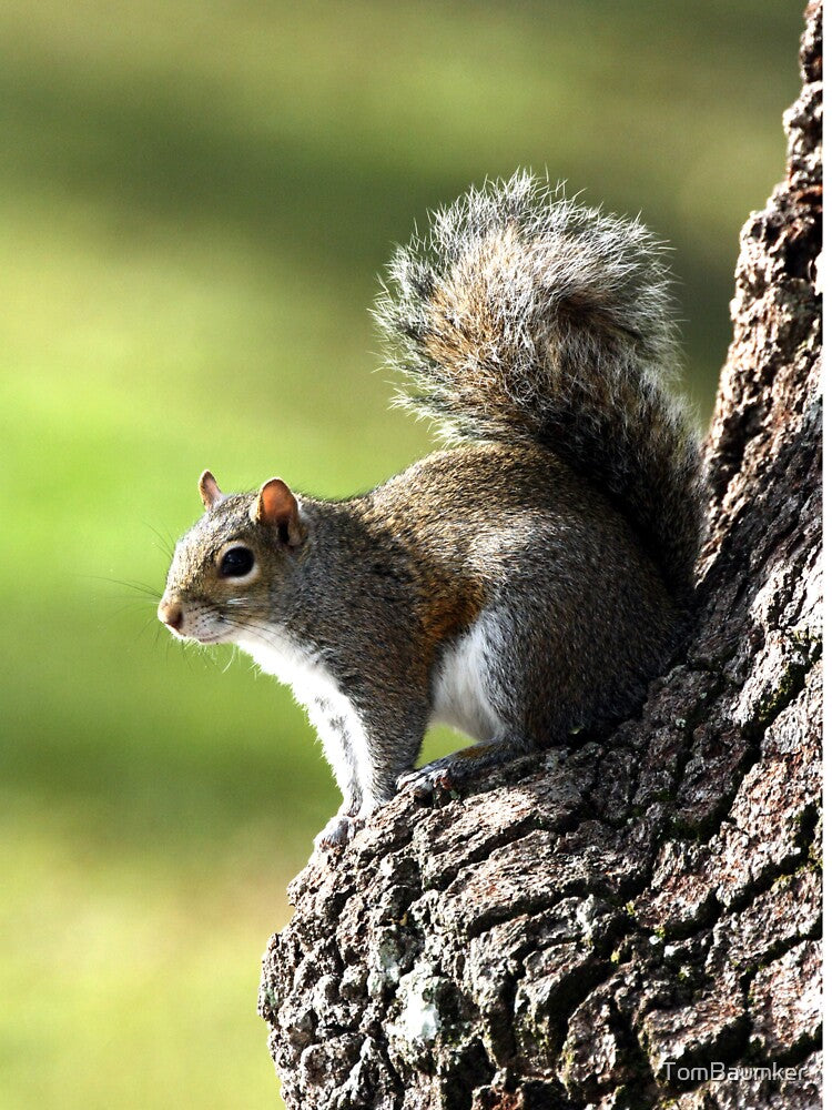GREY SQUIRREL by TomBaumker T-Shirts, Hoodie, Sweatshirt | BlankRebels.com (Image 3)