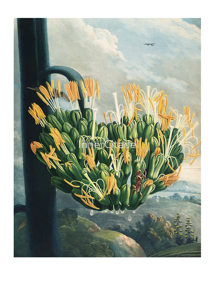 Vintage Agave Botanical Illustration by Robert John Thornton by InnerCitadel T-Shirts, Hoodie, Sweatshirt (Image 3)