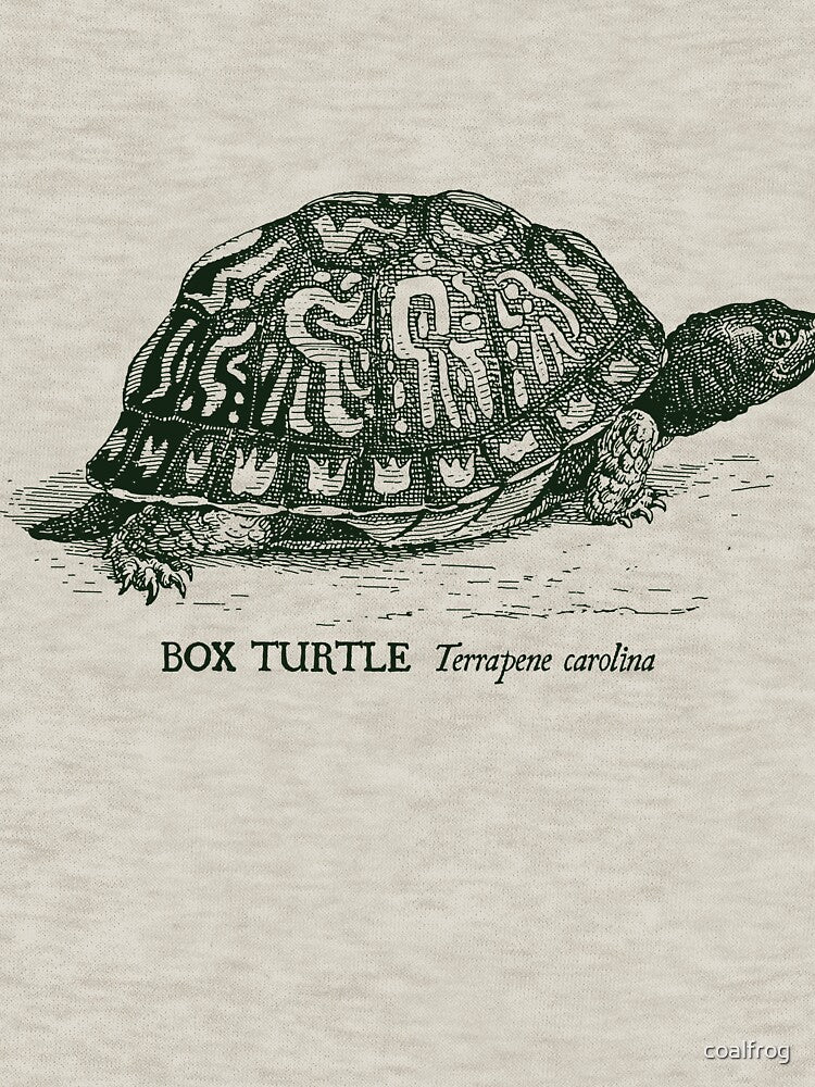 Box Turtle - Vintage scientific illustration by coalfrog