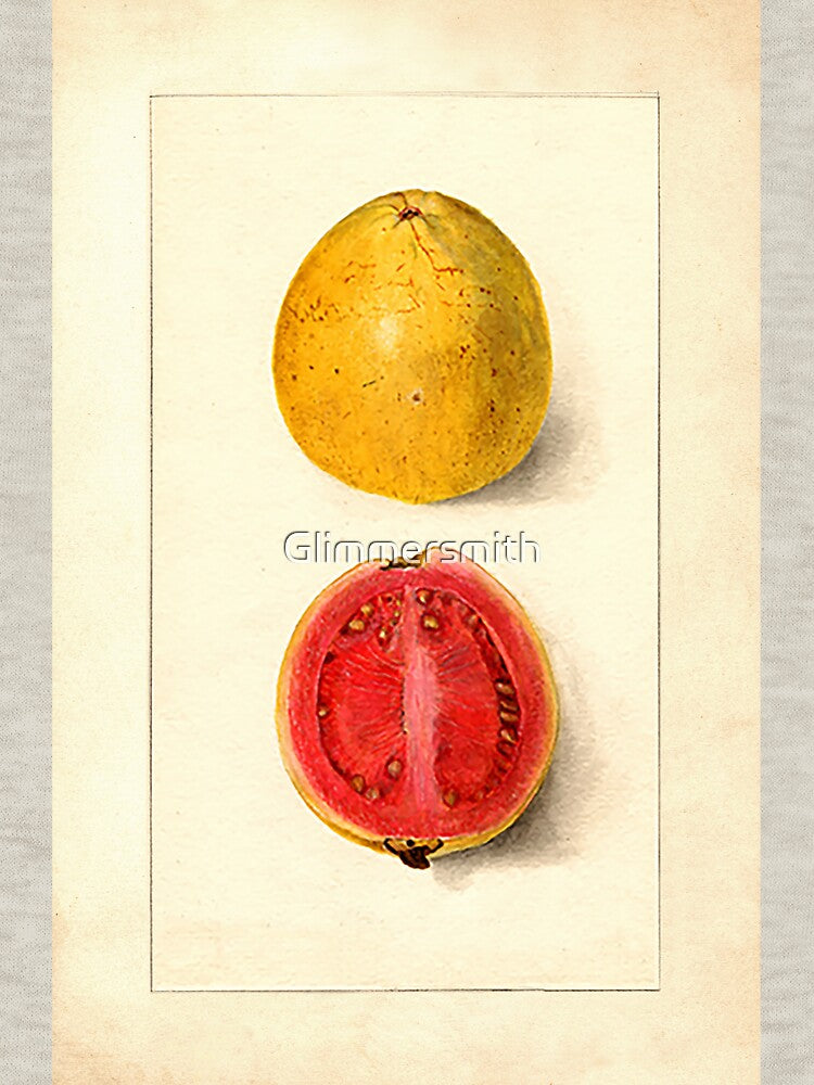Vintage Botanical Fruit painting cut Guava by Glimmersmith T-Shirts, Hoodie, Sweatshirt | BlankRebels.com (Image 3)