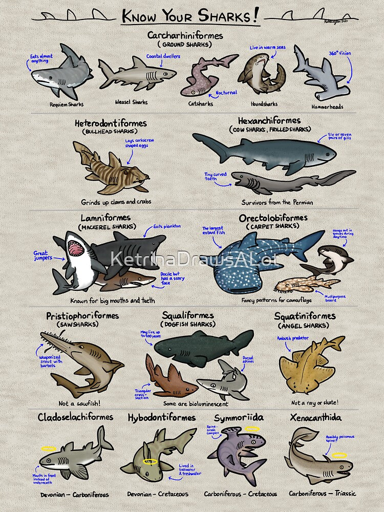 Illustrated Guide to Sharks by KetrinaDrawsALot T-Shirts, Hoodie, Sweatshirt | BlankRebels.com (Image 3)