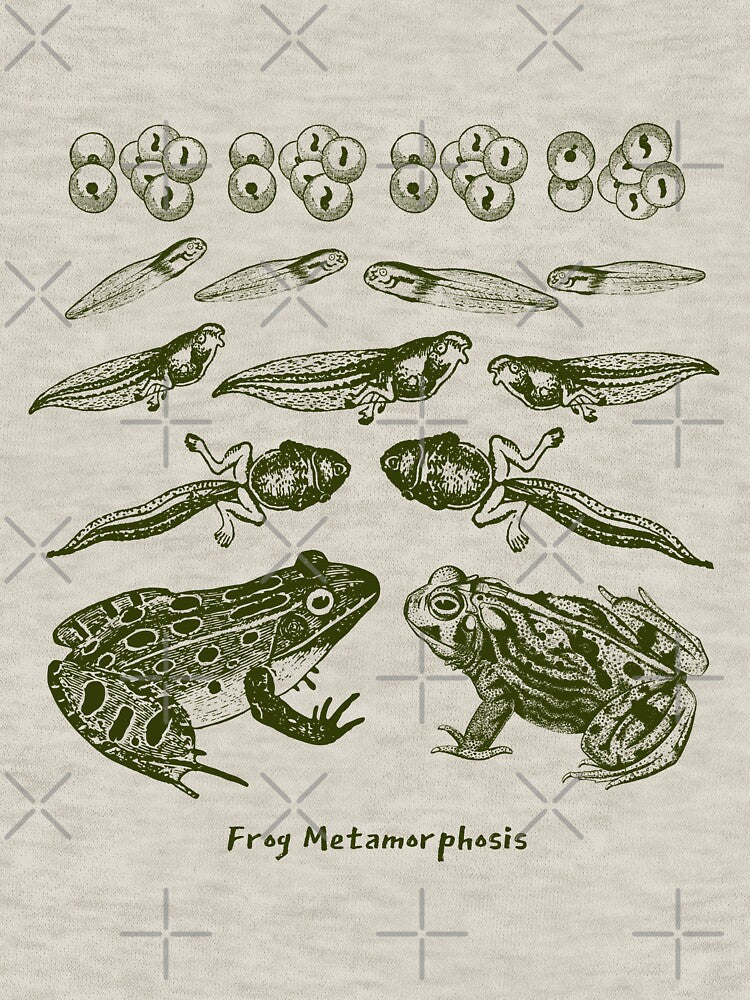 Vintage Biology: Frog Life Cycle Metamorphosis from Toad to Tadpole for Science Lovers and Natural History Enthusiasts by MinistryOfFrogs