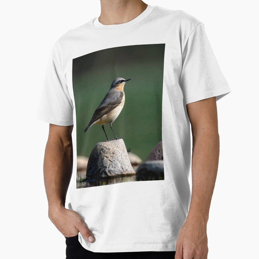 Wheatear by Tom McPherson Photography